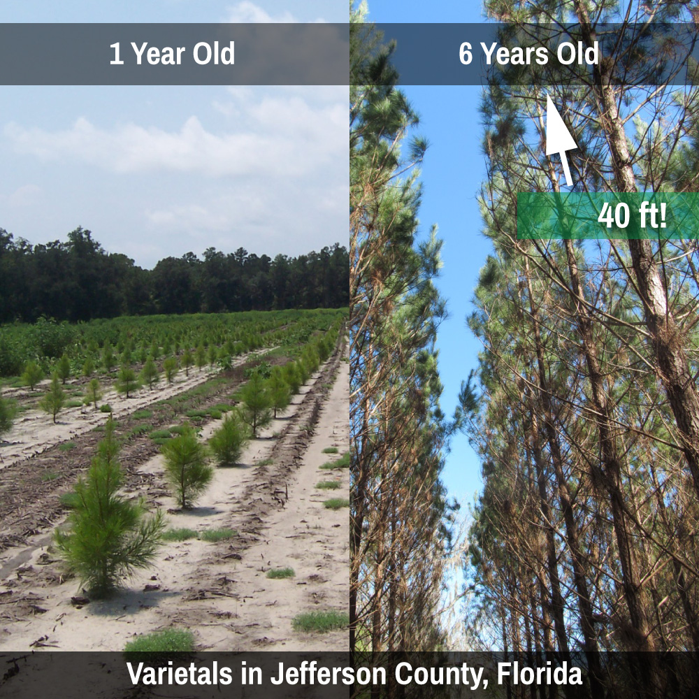 ArborGen Bluff City  Pine And Hardwood Seedling In Bluff City, Arkansas